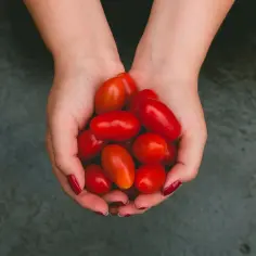 Ile kalorii ma pomidor? Zaskakujące fakty o wartościach odżywczych
